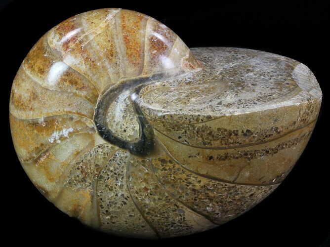 Polished Nautilus Fossil - Madagascar #67913